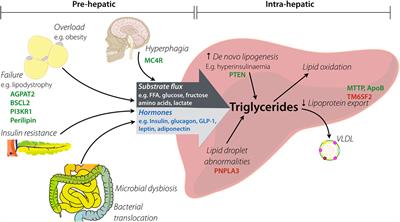 How Useful Are Monogenic Rodent Models for the Study of Human Non-Alcoholic Fatty Liver Disease?